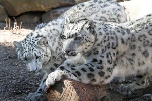 SnowLeopard image