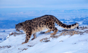 snow leopard