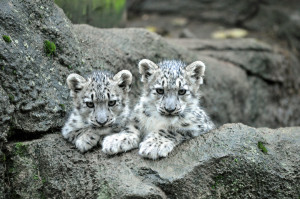 snow leopard image 11