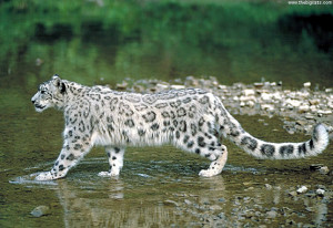 snow leopard image 2