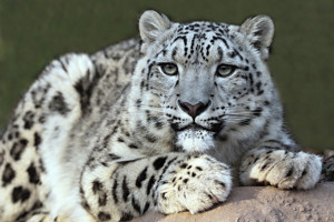 snow leopard image 3