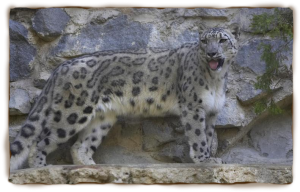 snow leopard image 8
